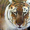 Khasam painted by Wendy Palmer<br>
  				Acrylic on Canvas Original ~ 36 inch x 36 inch<br>
                ORIGINAL SOLD !<br>
                Now Available as<br>
                Limited Edition Giclée on Canvas Reproduction: 32 inch x 32 inch ~ $775.00 plus stretching and framing