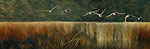 Morning Flight ~ Lloyd Lake painted by Wendy Palmer<br>
				Acrylic on Canvas ~ 20 inch x 60 inch<br>
                ORIGINAL SOLD!<br>
				Now Available as<br>
                Giclée on Canvas Reproduction: 20 inch x 60 inch ~ $850.00 plus stretching and framing<br>
                Giclée on Canvas Reproduction: 8 inch x 24 inch - $250.00 plus stretching and framing