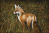 Red Fox painted by Wendy Palmer<br>
  				Acrylic on Canvas ~ 24 inch x 36 inch<br>
                ORIGINAL SOLD !<br>
                Now Available as<br>
                Giclée on Canvas Reproduction: 16 inch x 24 inch ~ $420.00 plus stretching and framing