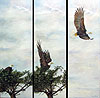 Taking Flight painted by Wendy Palmer<br>
  				Acrylic on Canvas Original ~ 3 canvasses ~ 24 inch x 8 inch each panel<br>
                ORIGINAL SOLD !<br>
                Now Available as<br>
                Limited Edition Giclée on Canvas Reproduction: Triptych 24 inch x 8 inch each set of 3 ~ $800.00 plus stretching and framing