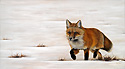Winter Fox Trot painted by Wendy Palmer