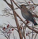 Bohemian Waxwing