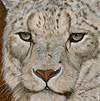 Peter Snow Leopard painted by Wendy Palmer.<br>
				Acrylic on Canvas Original - 12 inch x 12 inch. ORIGINAL SOLD!<br>
				Prints Currently Unavailable.